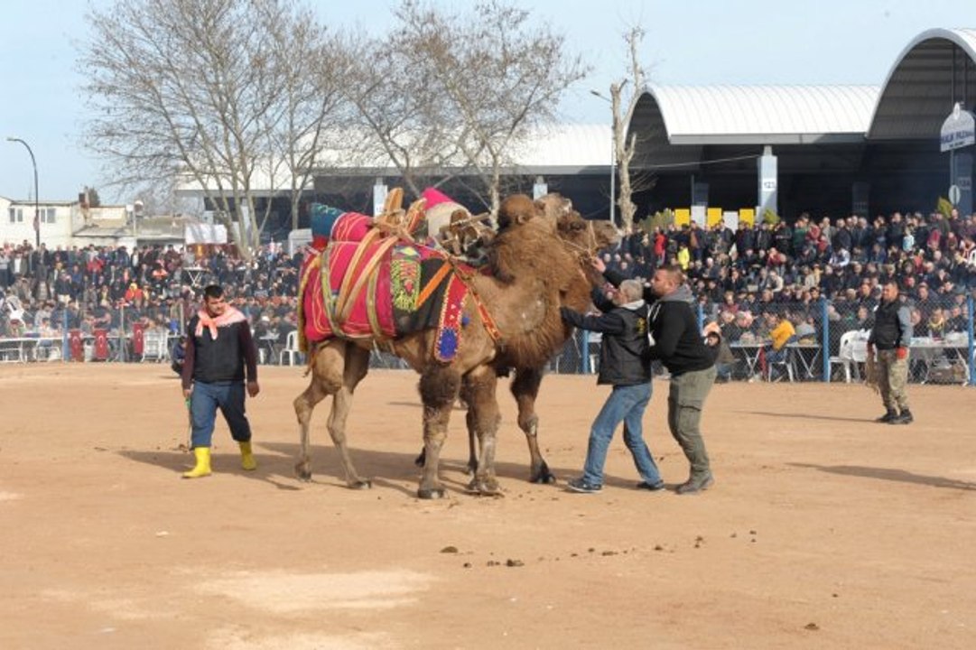 Deve Güreşleri Nefes Kesti