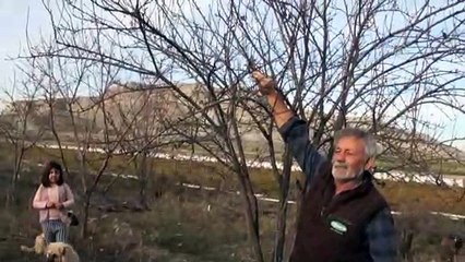 Erik ağacı çiçek açtı - ANKARA