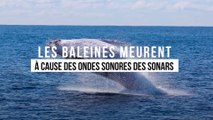 Les baleines meurent à cause des ondes sonores des sonars