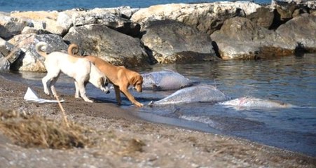 Marmara'da Ürküten Görüntü! Yarım Tonluk Ölü Orkinoslar, Karaya Vurdu