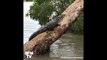 En Australie, les crocodiles prolifèrent dans les rues après les inondations