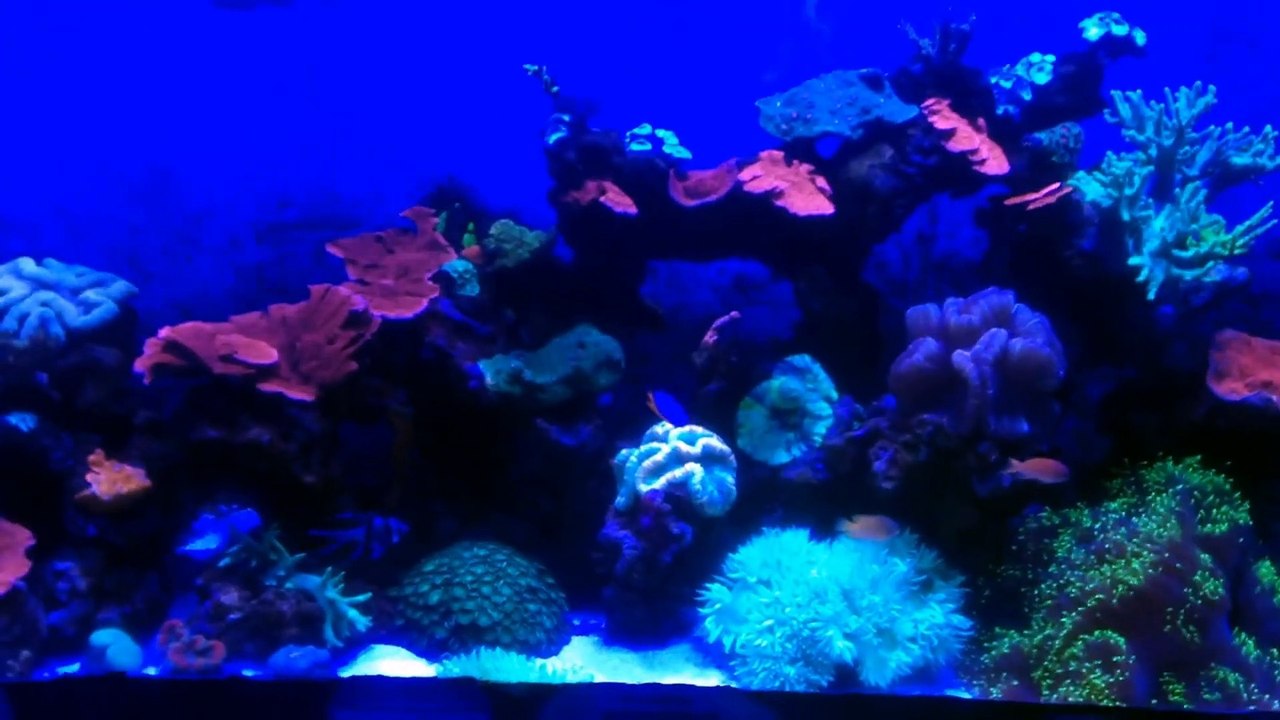 Aquarium | Melaka, Malaysia