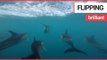20-strong pod of dolphins swim off the British coast | SWNS TV