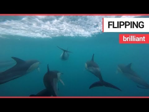 20-strong pod of dolphins swim off the British coast | SWNS TV