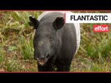 The world's oldest tapir celebrated his historic 41st birthday at a British wildlife park | SWNS TV