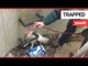Terrified chihuahua found trapped in 10ft manhole | SWNS TV