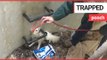 Terrified chihuahua found trapped in 10ft manhole | SWNS TV
