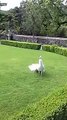 White Peacock  Making Funny Sound
