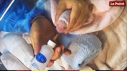Le bébé panda du zoo de Beauval fête ses 18 mois