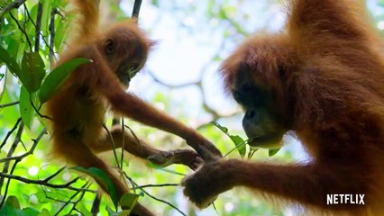 Our Planet | Official Trailer [HD] | Netflix