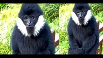 You have not seen this monkey |Sajjanpurtv