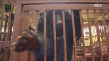 [NATURE]Bears being raised in a bear farm,창사특집 UHD 다큐멘터리 곰 20190204