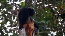 Gibbons Sing From The Tree Tops