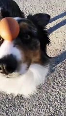 Ce chien tient un oeuf en équilibre sur sa tête !