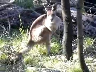 Wallabies beim Frühstück