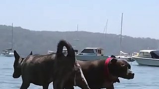 Un chien éjecte de l'eau par son anus