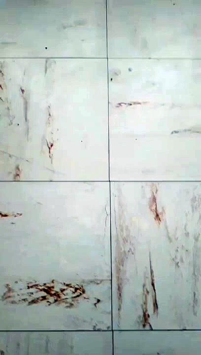 Cendrillon avec de la nourriture pour chats