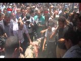 متظاهرو التحرير يذبحون خرفان بإسم مرسى والشاطر وبديع