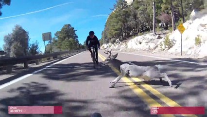 Vélo ou chevreuil, qui est le plus solide ?