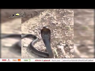 "رفاعي" يتلو العزائم للقبض علي أفعي كوبرا بأسيوط