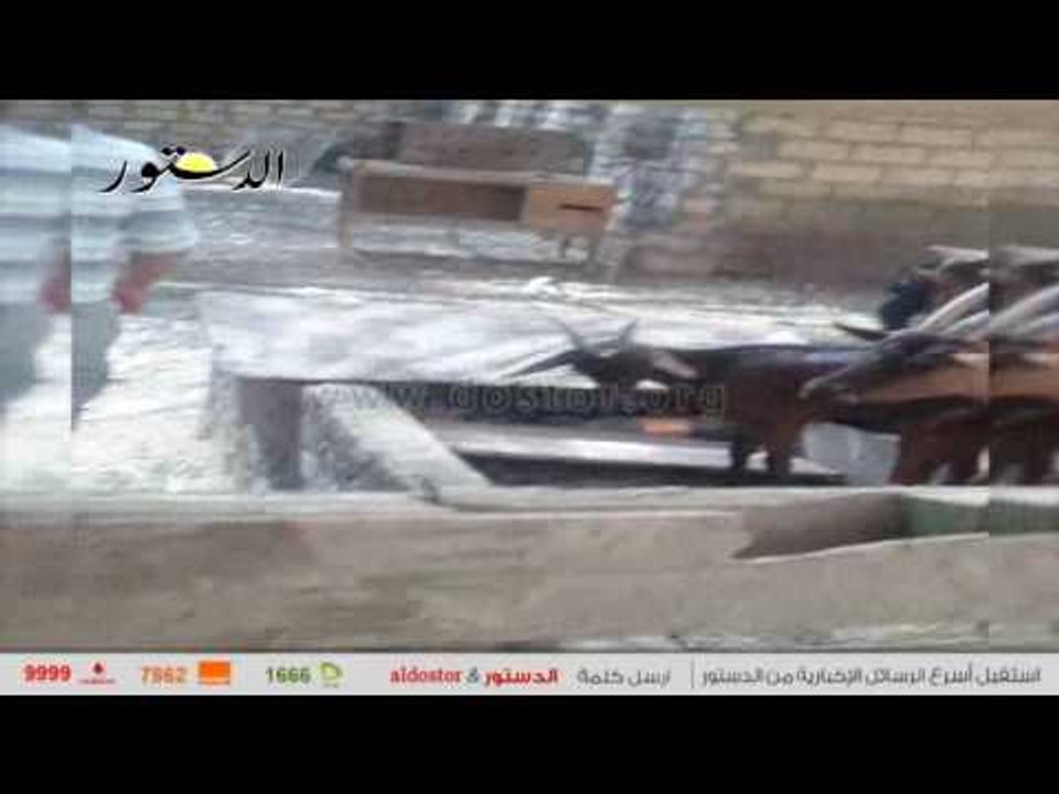 لدستور" داخل مزرعة النمور بالعياط.. الأهالي يروون التفاصيل: النمر التهم الطفلة