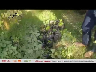 التحفظ على 570 شجرة قنب هندي مخدر في قنا