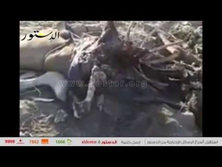 بالفيديو .. حيوانات نافقة بمرض الحمي القلاعية في شوارع الأقصر