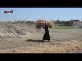 الدستور | وقمح.. وثائقي قصير عن حصاد القمح