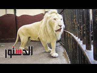 الدستور |زيارة خاصة لـ«حديقة الحيوان».. العميد رشاد رحيم: الأعمار تتخطى المعدلات الطبيعية