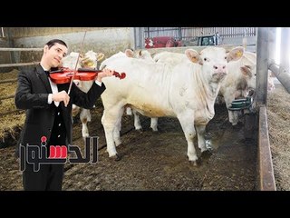 الدستور | «لتهدئة أعصابها».. الماشية تستمع للموسيقى قبل ذبحها