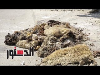 الدستور |  الرائحة النتنة تحيط بـ«القومي للأورام» و«57357»