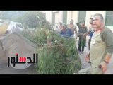 الدستور | سقوط شجرة على «ميكروباص» أمام جامعة القاهرة