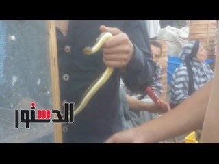 الدستور |"التعبان بـ 150 والتمساح بـ 200" .. محل لبيع الزواحف والخفافيش.. "خد فكرة وأشتري برص لبكرة"