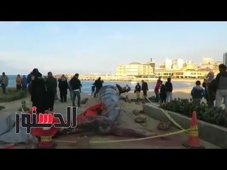 الدستور | «الدستور» في موقع حوت إسكندرية: «المكس مثواه الأخير»