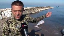Bursa’nın Karacabey İlçesinde Sahile Ölü Orkinos Balıkları Vurdu