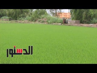 الدستور - البحيرة: الزراعة بـ«الشتلات» لتقليل استهلاك المياه