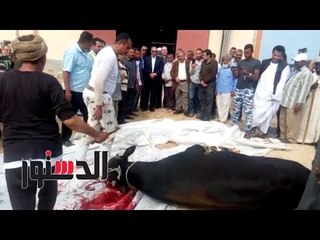 الدستور | محافظ البحر الأحمر يذبح "عجل" بمحطة تحلية رأس حدربة