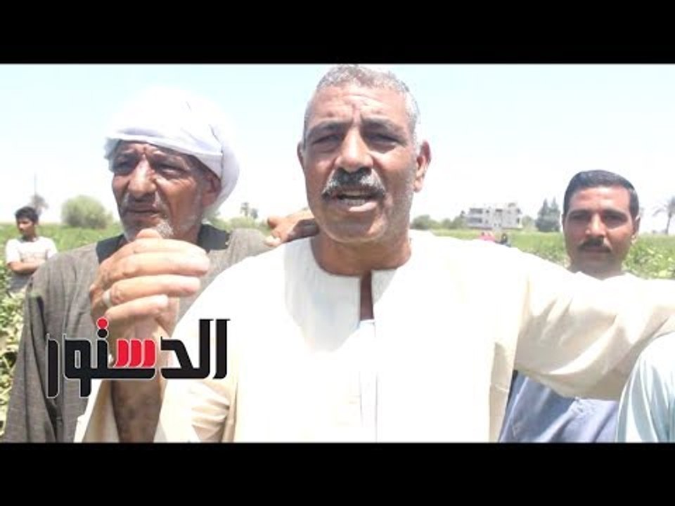 الدستور | مزارع ببني سويف: "الذهب الأبيض"يعود إلى العرش