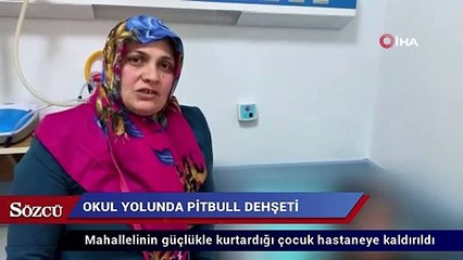 Küçük kıza okul yolunda pitbull saldırdı