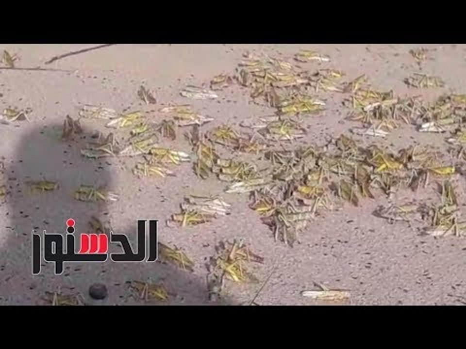 الدستور | دخول سرب جديد من الجراد للحدود المصرية السودانية