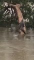 Un crocodile grimpe aux arbres pour échapper aux inondations à Townsville
