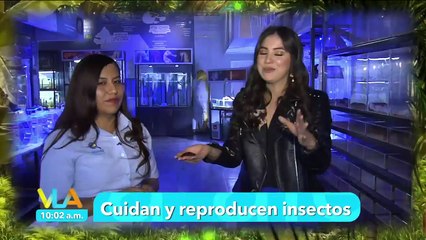 ¿Los insectos son el alimento del futuro?