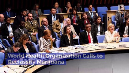 World Health Organization Calls to Reclassify Marijuana