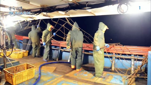 한국기행 - Korea travel_겨울, 고수를 만나다 2부 대왕문어를 찾아서_#001