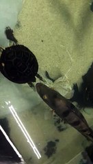 Turtle Gets Cheeky with Bass