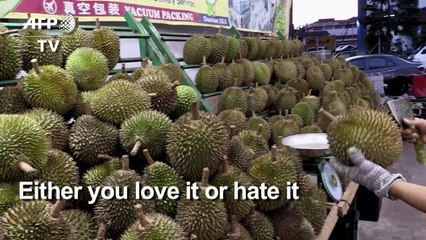 Chinese hunger for durians threatens Malaysian rainforests