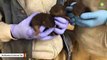 Smithsonian's 2-Week-Old Pups Are Otterly Cute
