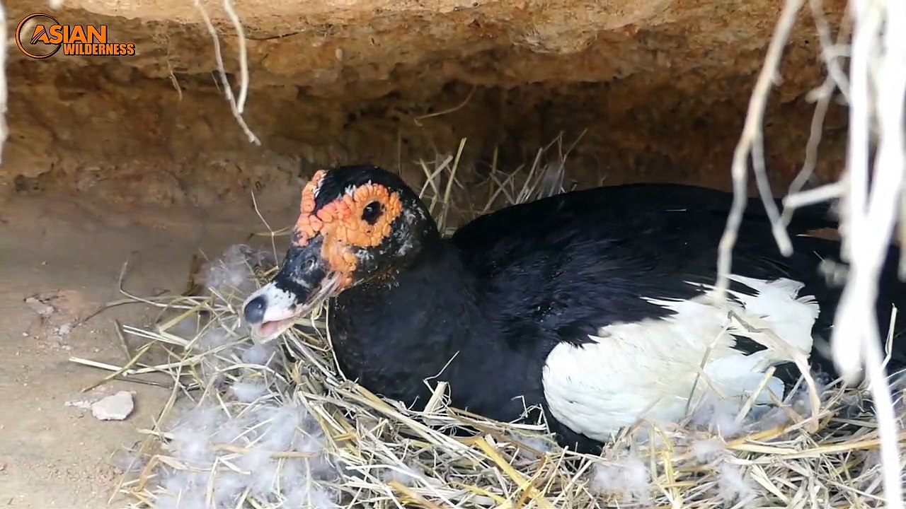 Primitive Man Saves Family Duck From Python Attack -Amazing rescue animal