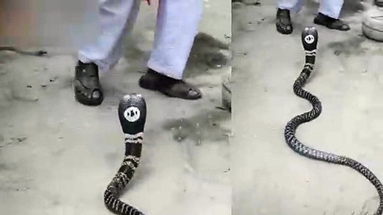 This is India's poisonous snake, seen video