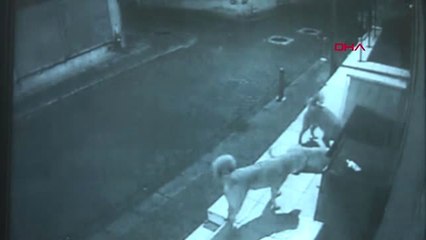 Denizli Sokak Köpeklerinin Kedi Evine Saldırması Kamerada